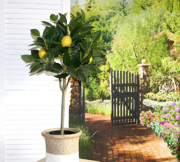 Kunstpflanze "Lemontree" 70cm